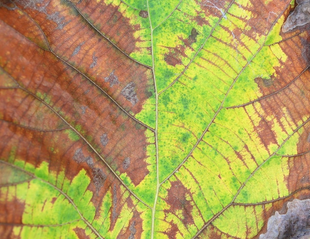 Fondo secado de la textura de la hoja de la teca.