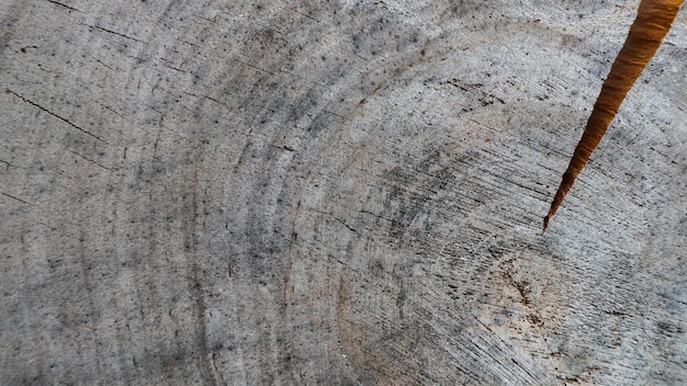 Fondo de la sección transversal del tronco de un árbol textura abstracta de los anillos de madera vieja desgastada