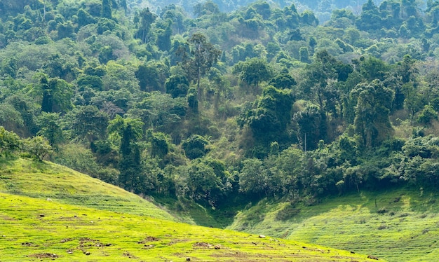 Fondo de selva tropical que es una selva tropical en una presa en Tailandia