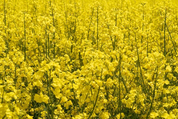 Fondo con semillas de colza en flor