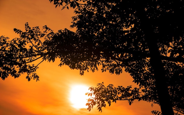 Fondo de silueta de ramas de árboles con cielo naranja al atardecerxDxA