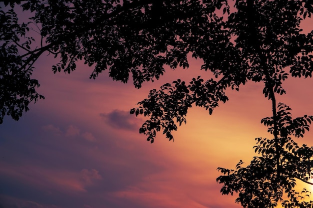 Fondo de silueta de ramas de árboles con cielo naranja al atardecerxDxA