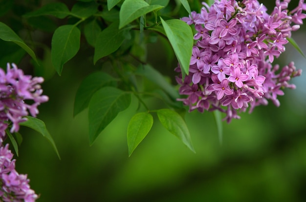 Fondo sobre un tema de primavera con una lila sobre un fondo de hojas