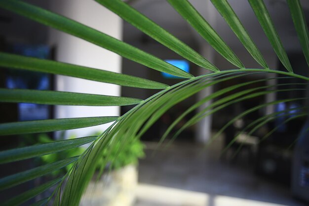 Foto fondo de sol de hojas de palmera abstracta, vacaciones activas de verano en el mar