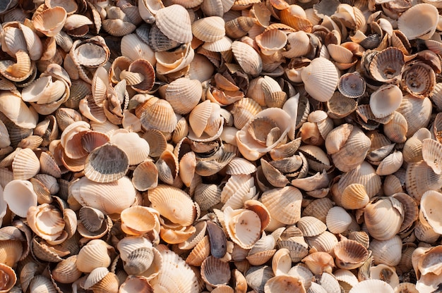 Fondo sólido de conchas marinas en blanco, amarillo, marrón, gris