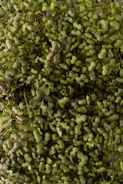 Fondo sólido de microgreens vegetarianos frescos