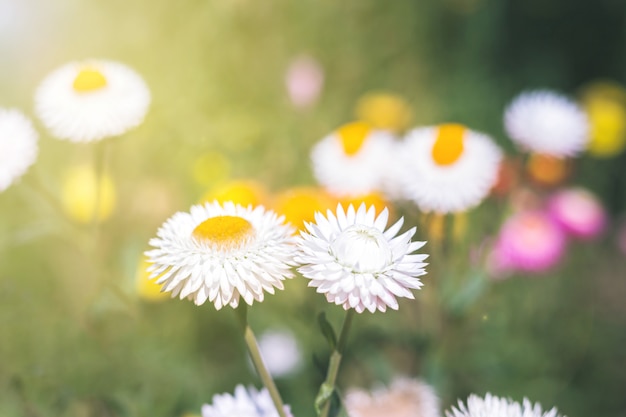 Fondo suave de la flor del foco