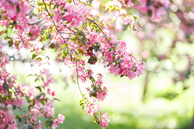 Fondo suave con rama floreciente de cerezo rosa a la luz del sol en el jardín