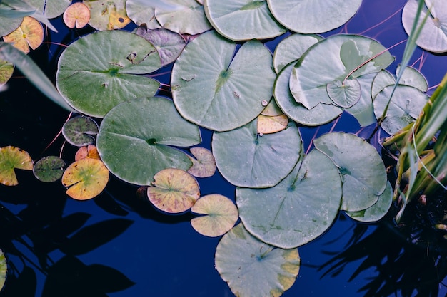 Fondo de la superficie del agua de la hoja del lirio de agua en tonos oscuros