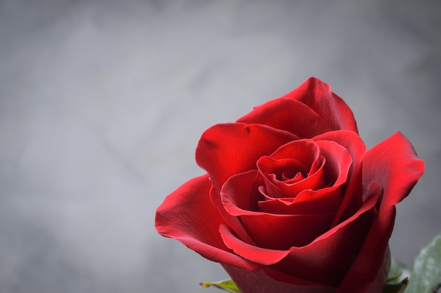 Fondo para la tarjeta de felicitación del día de San Valentín. Concepto del día de San Valentín. Rojo, hermosa rosa floreciente. De cerca.