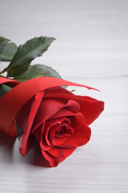 Fondo para la tarjeta de felicitación del día de San Valentín. Concepto del día de San Valentín. Rojo, hermosa rosa floreciente. De cerca.