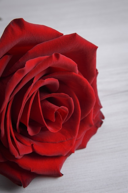 Fondo para la tarjeta de felicitación del día de San Valentín. Concepto del día de San Valentín. Rojo, hermosa rosa floreciente. De cerca.