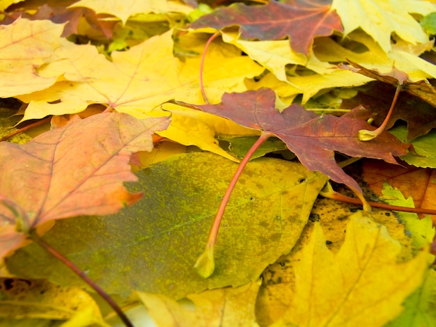 Foto el fondo de la temporada de hojas de otoño beautifu