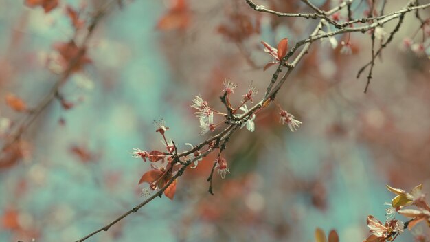 Fondo durante la temporada de primavera plena floración del árbol de cereza del bosque fondo en el jardín de la ciudad