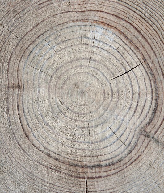 Fondo de textura de anillo de madera antigua