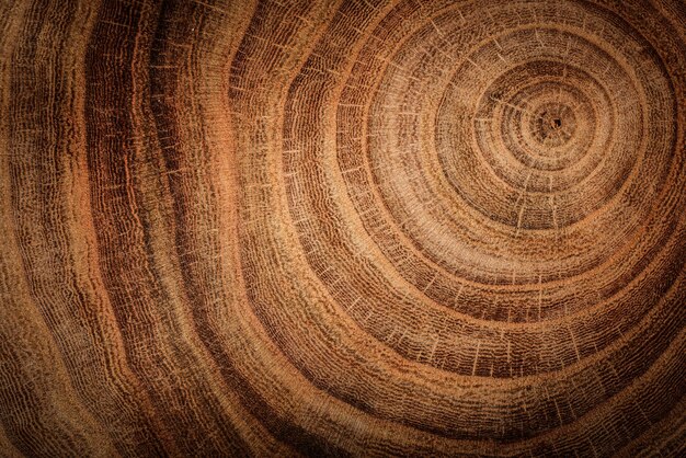 Fondo de textura de anillo de madera antigua