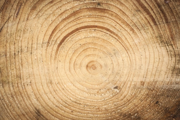 Foto fondo de textura de anillo de madera antigua