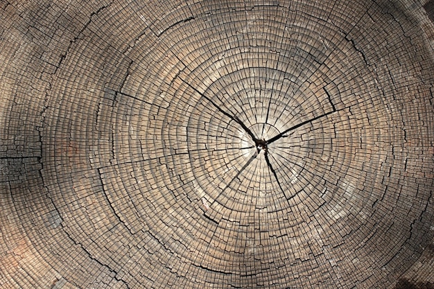Fondo de textura de anillos de árbol