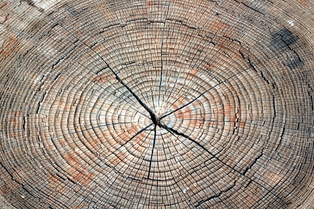 Fondo de textura de anillos de árbol