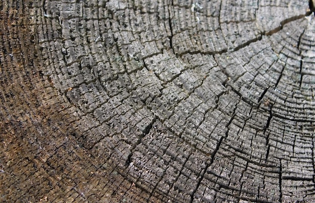 Fondo de textura de anillos de madera.