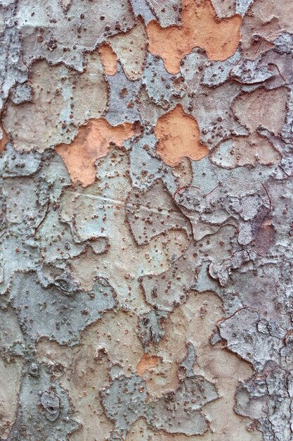 Fondo de textura de árbol. Estructura de madera. corteza de pino