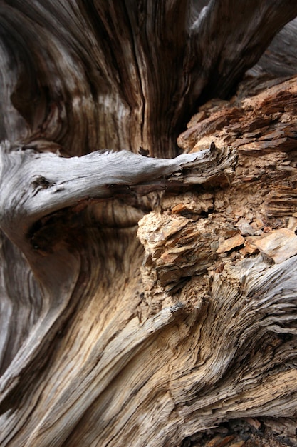 Fondo de textura de árbol