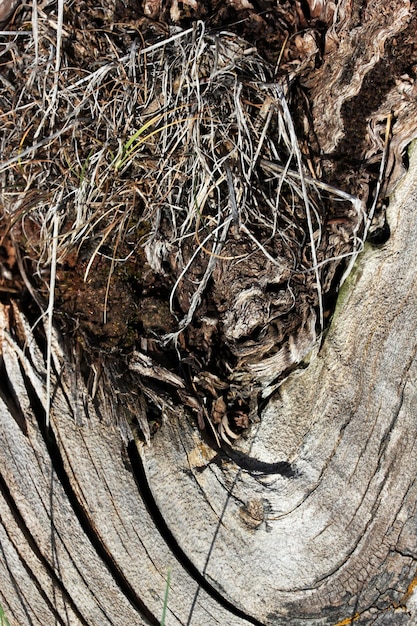 Fondo de textura de árbol