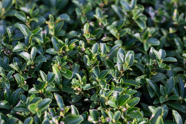 Fondo de textura de un arbusto de boj de flores verdes con hojas redondas closeup planta de jardín buxus