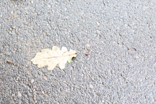 Fondo. textura de asfalto húmedo y hoja de otoño