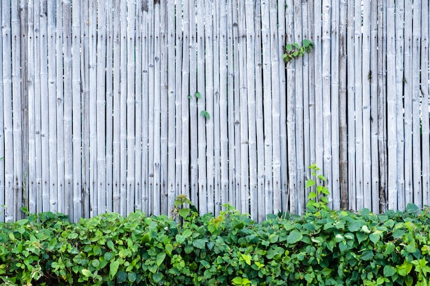 Fondo y textura de bambú de la pared de la cerca con la decoración de la planta verde.