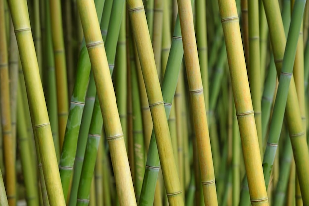 Foto fondo de textura de bambú verde natural