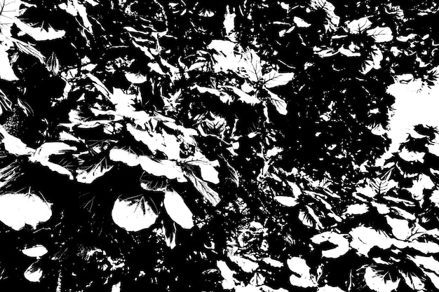 Fondo de textura blanca y negra