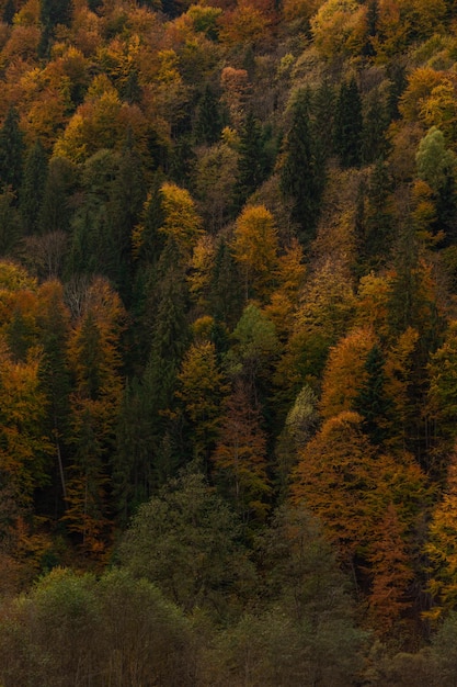 Fondo de textura de bosque de otoño en las montañas caída vista natural coloreada