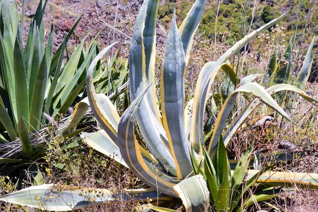 Foto fondo de textura de cactus