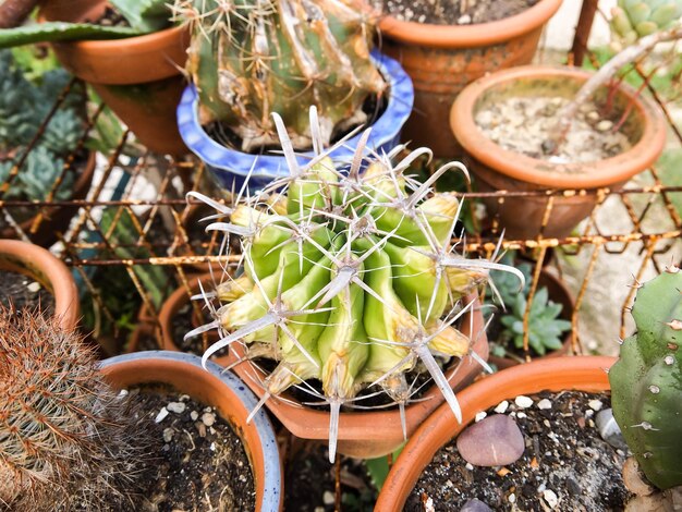 Fondo de textura de cactus