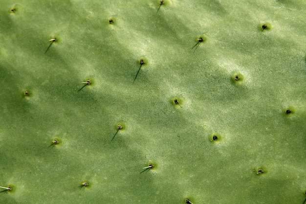 Fondo de textura de cactus