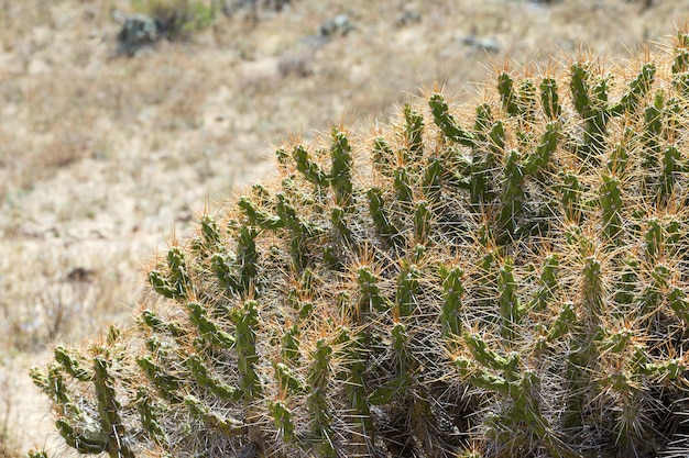 Fondo de textura de cactus