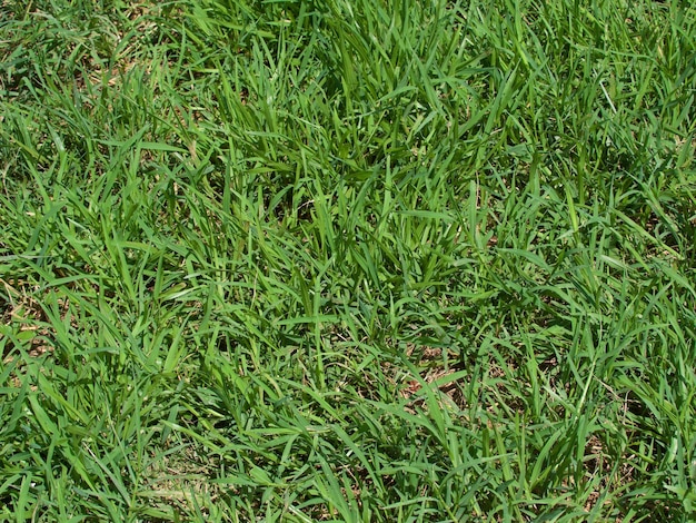 Fondo de textura de campo de hierba verde fresca