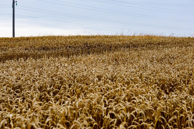 fondo de textura del campo de maduración de trigo y cereales