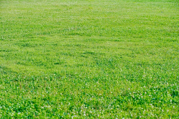 Fondo de textura de campo verde