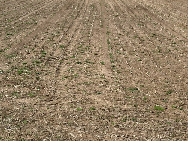 Fondo de textura de campo