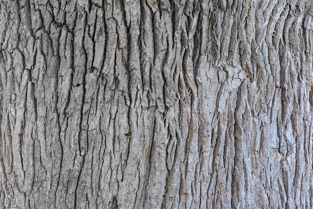 Foto fondo de textura de cerca de corteza de roble