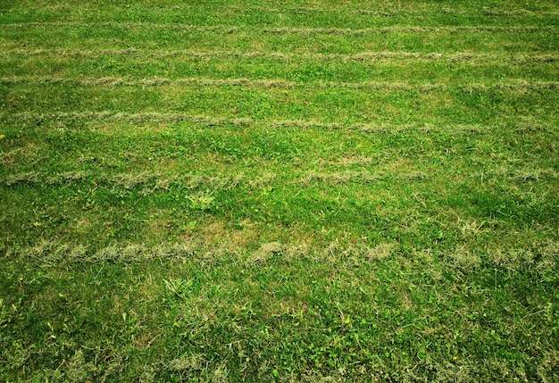 Fondo de textura de césped verde verano