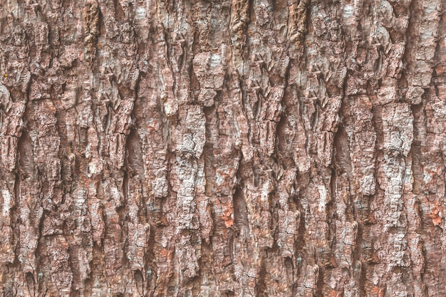 Fondo de textura de corteza de árbol marrón