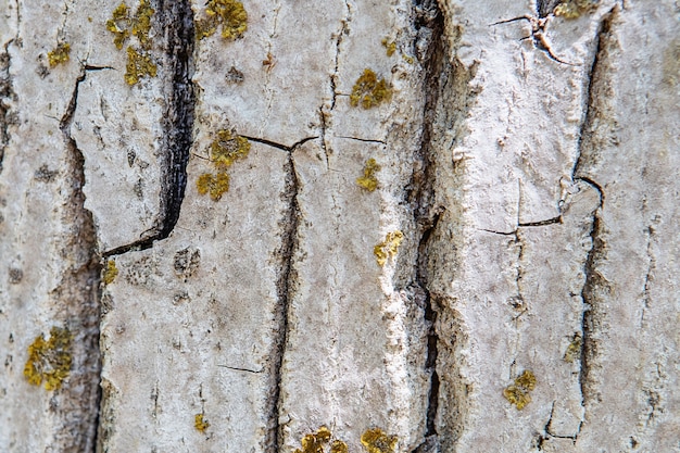 Fondo de textura de corteza de árbol. Patrón de textura de tronco de árbol de madera vieja