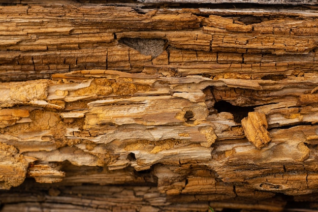 Fondo de textura de corteza de árbol, pino podrido