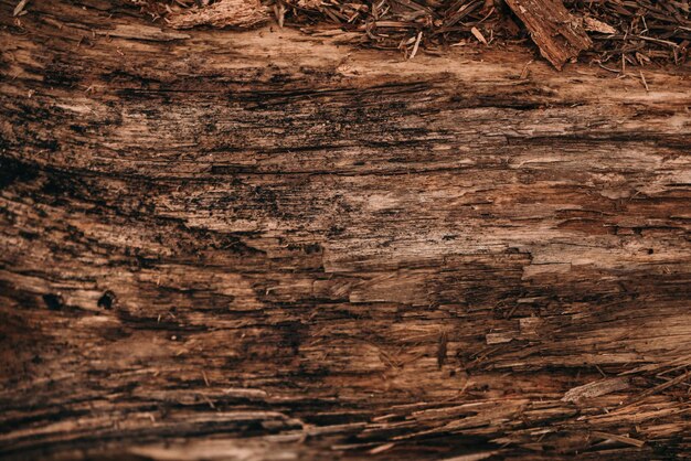 Fondo de textura de corteza de árbol podrido seco viejo