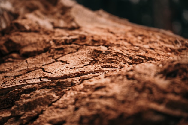 Fondo de textura de corteza de árbol podrido seco viejo