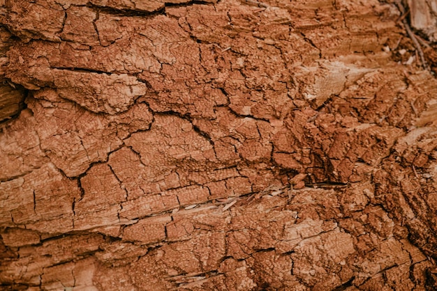 Fondo de textura de corteza de árbol podrido seco viejo