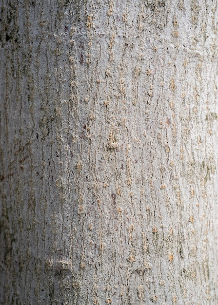 Fondo de textura de corteza de árbol seco. Fondo de naturaleza. Fondo de textura de corteza de árbol rústico para diseño con espacio de copia